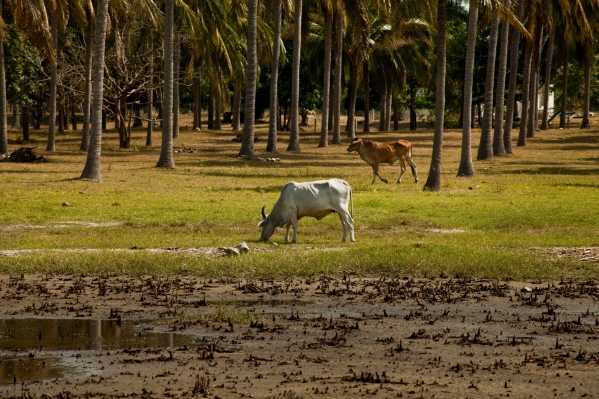 One of the many cattle farms en route from Hua Hin to Sam Roi Yot, a cow pictured